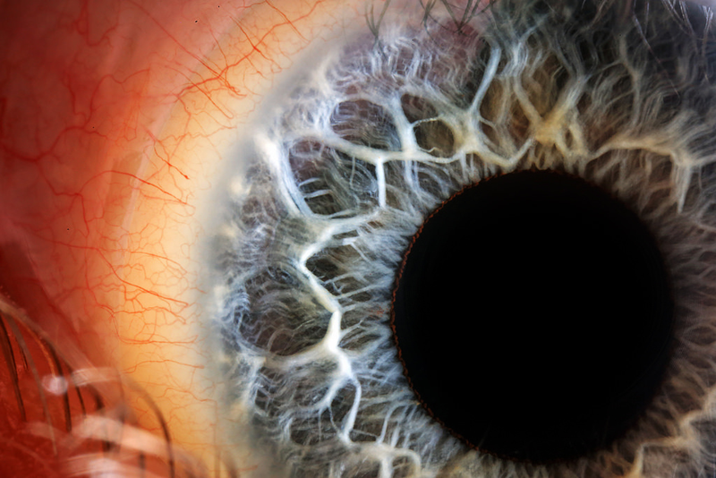 Illustration for article titled I've never seen macroscopic images as incredibly sharp as these ones